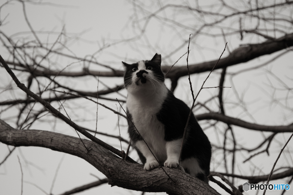 ねこ　その４４２