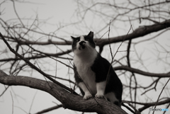 ねこ　その４４２