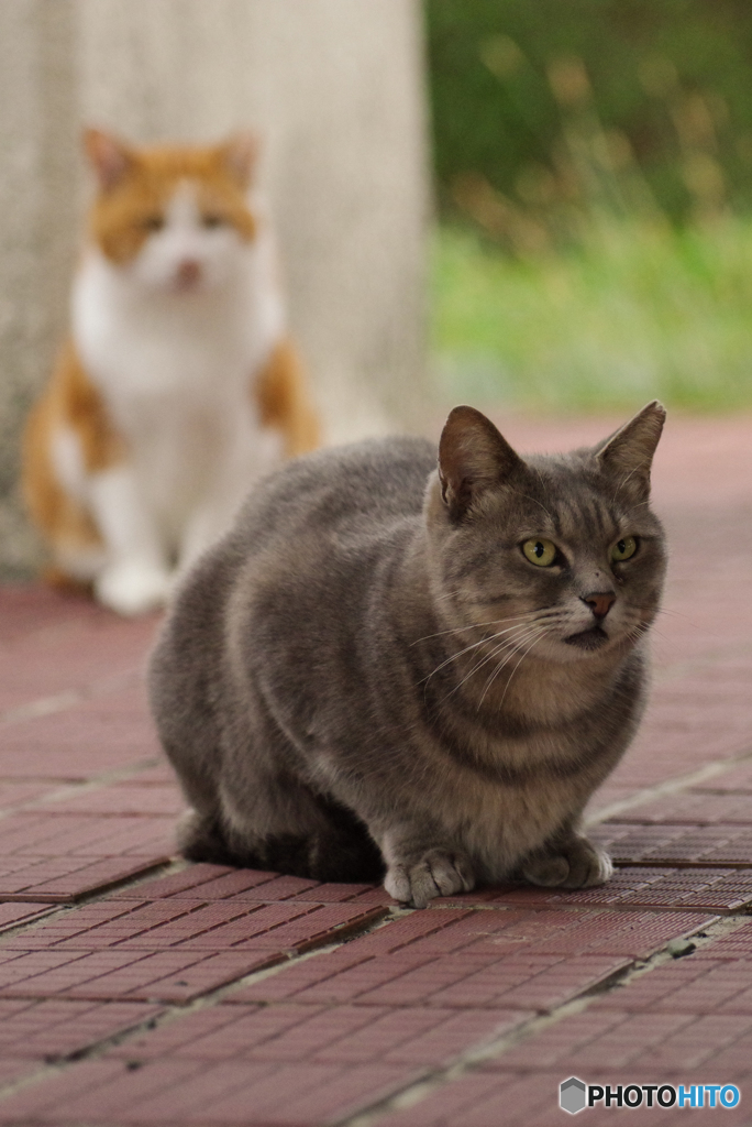 ねこ　その９２２