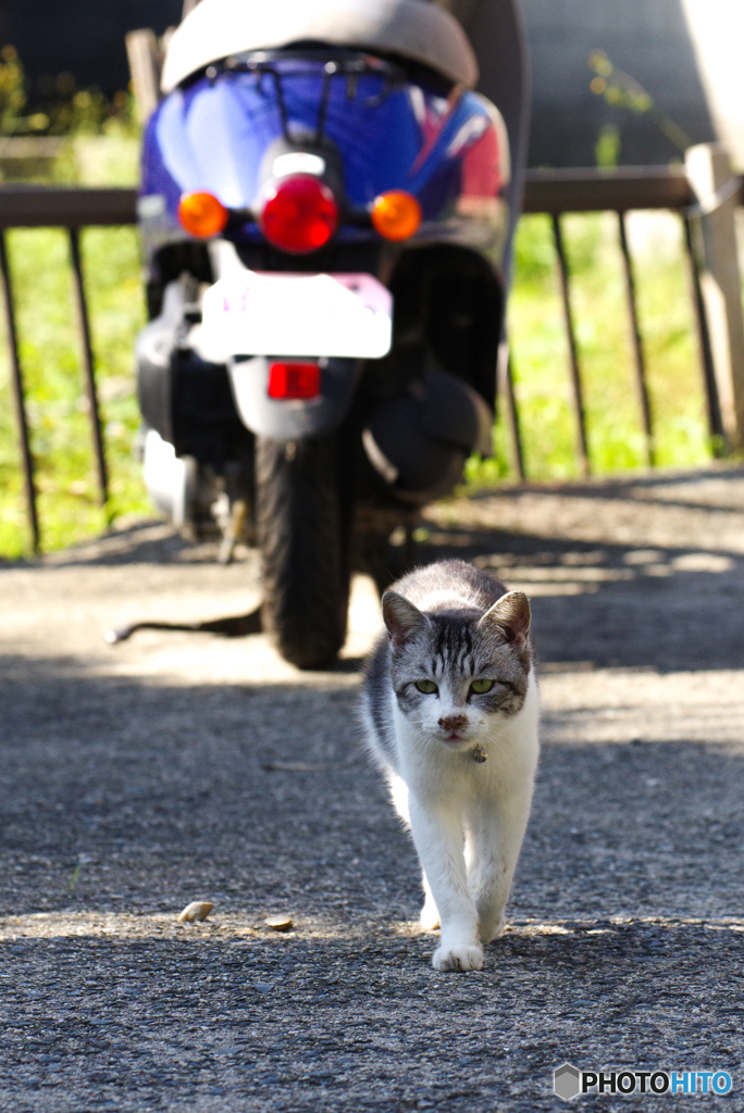 ねこ　その９４５
