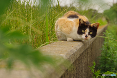 ねこ　その６５０