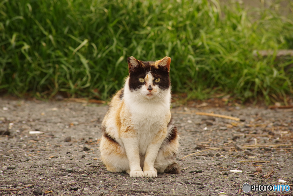 ねこ　その５９０