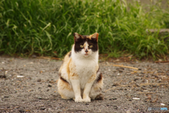 ねこ　その５９０