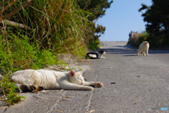 ねこ　その６００