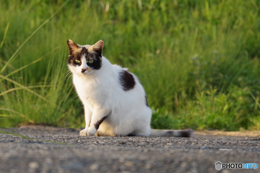 ねこ　その６１２