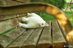 ねこ　その１６０