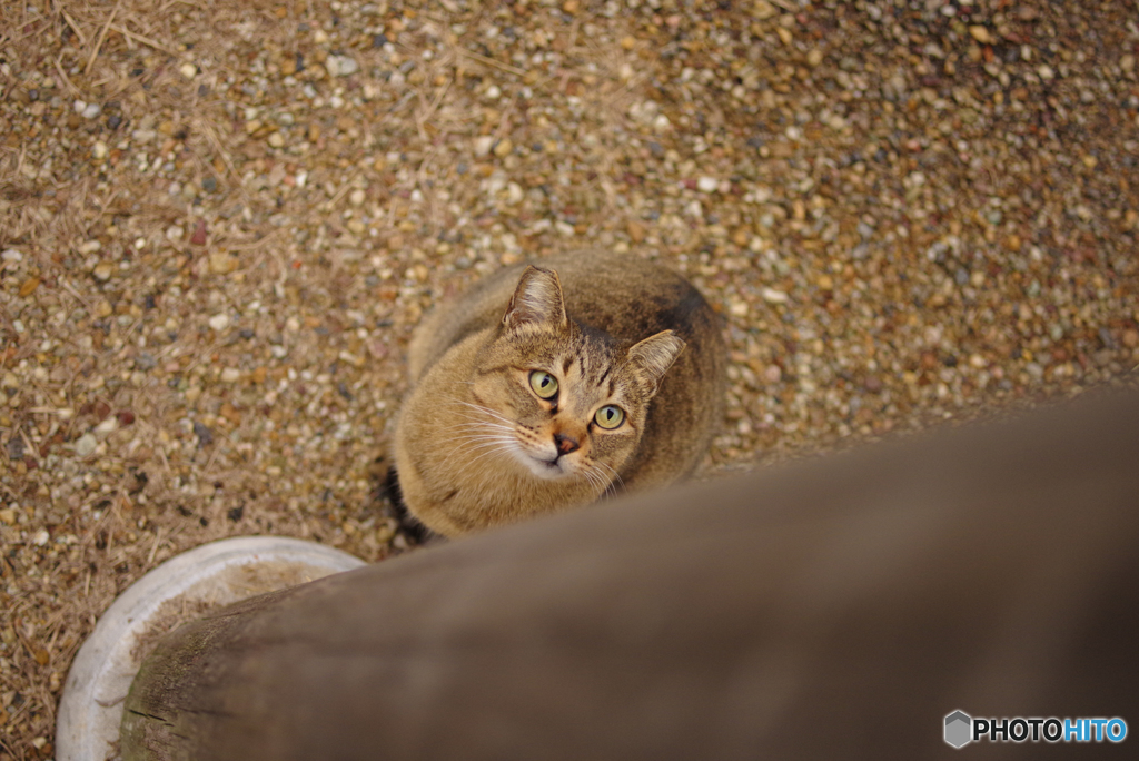 ねこ　その３２２