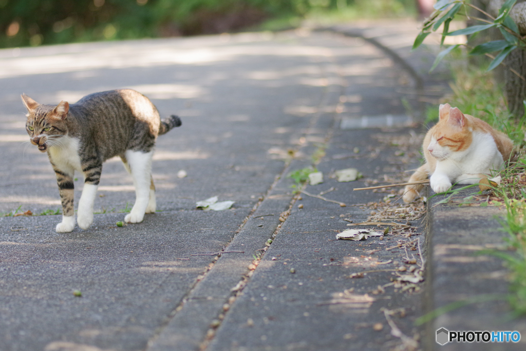 ねこ　その２２４