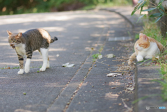 ねこ　その２２４