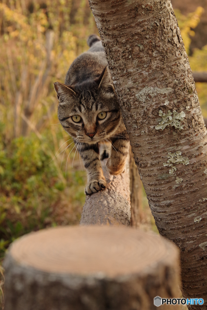 ねこ　その５７９
