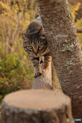 ねこ　その５７９
