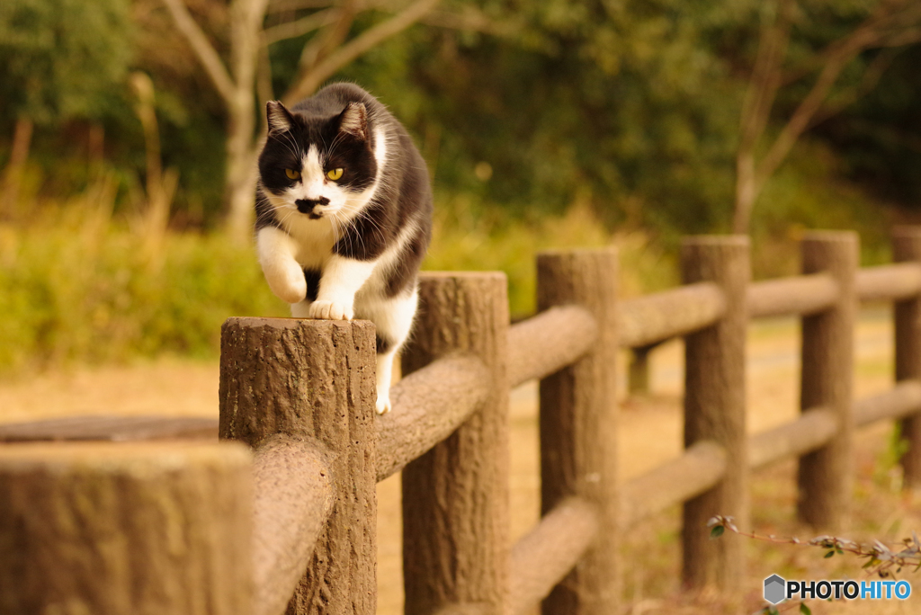 ねこ　その４６８