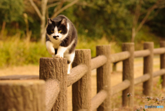 ねこ　その４６８