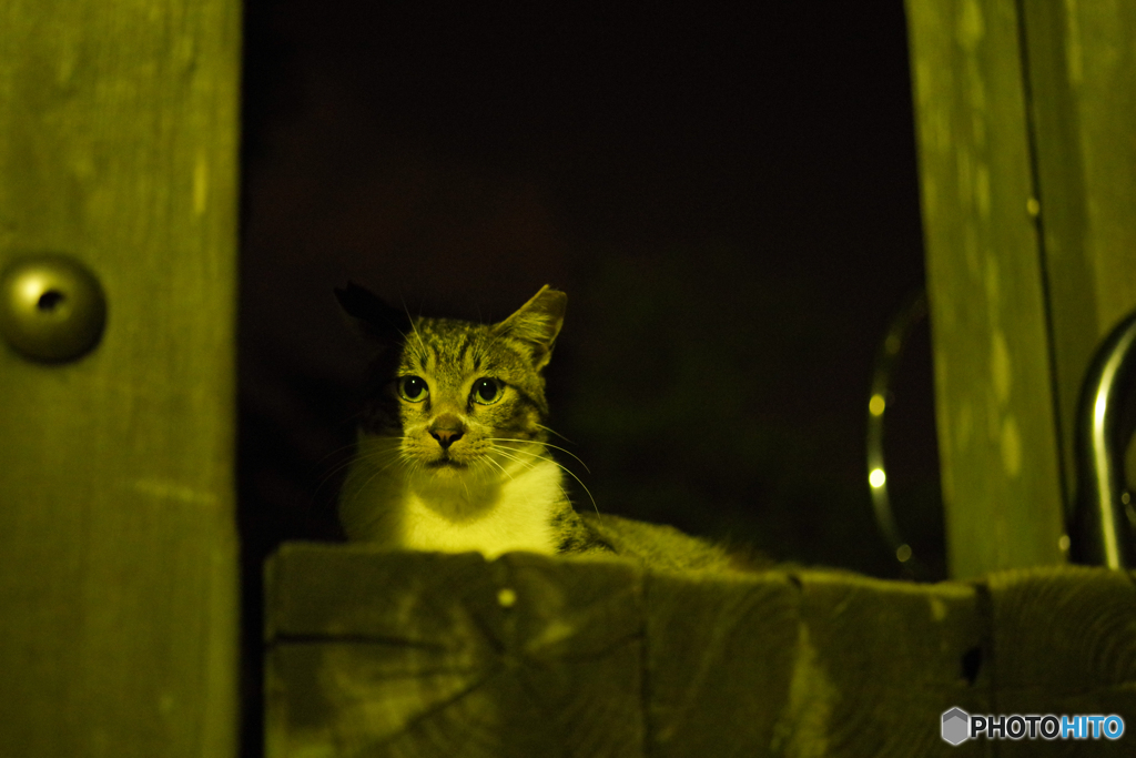 真夏の夜猫　（ねこ　その１９２）