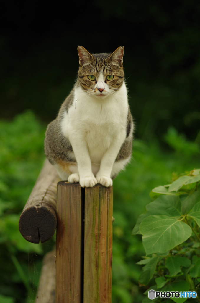 ねこ　その１７２