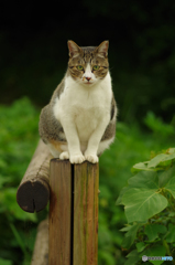 ねこ　その１７２
