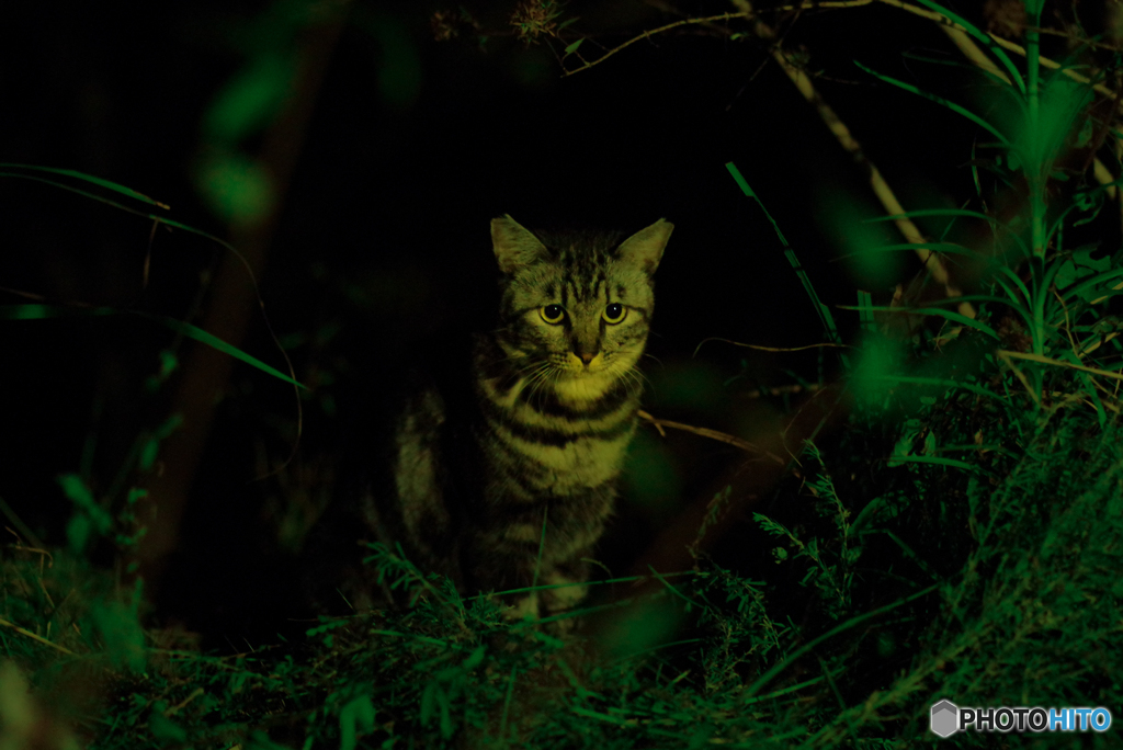ねこ　その２３５