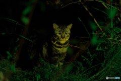 ねこ　その２３５
