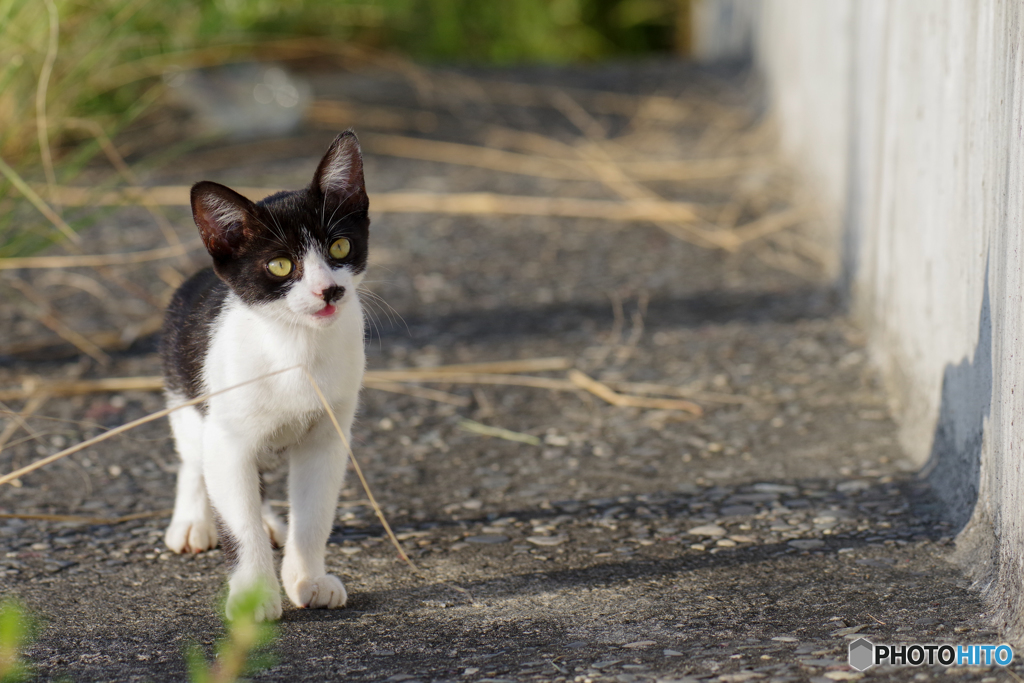 ねこ　その７９８