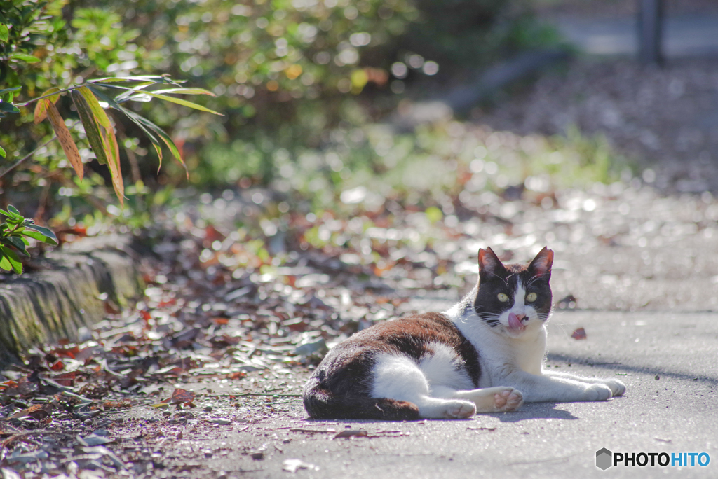 ねこ　その５４８