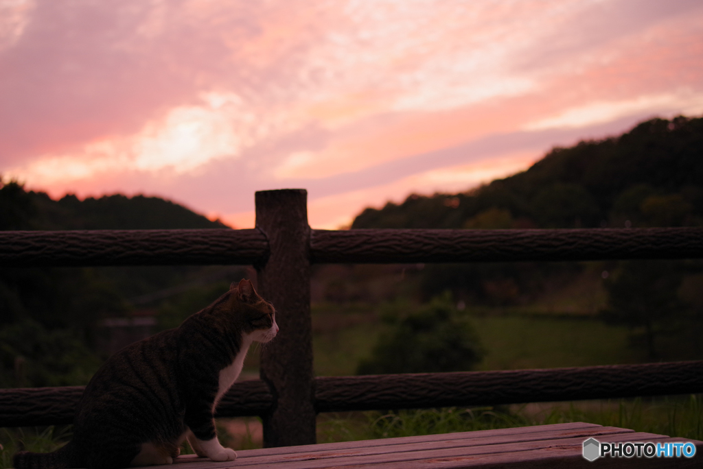 ねこ　その２７６
