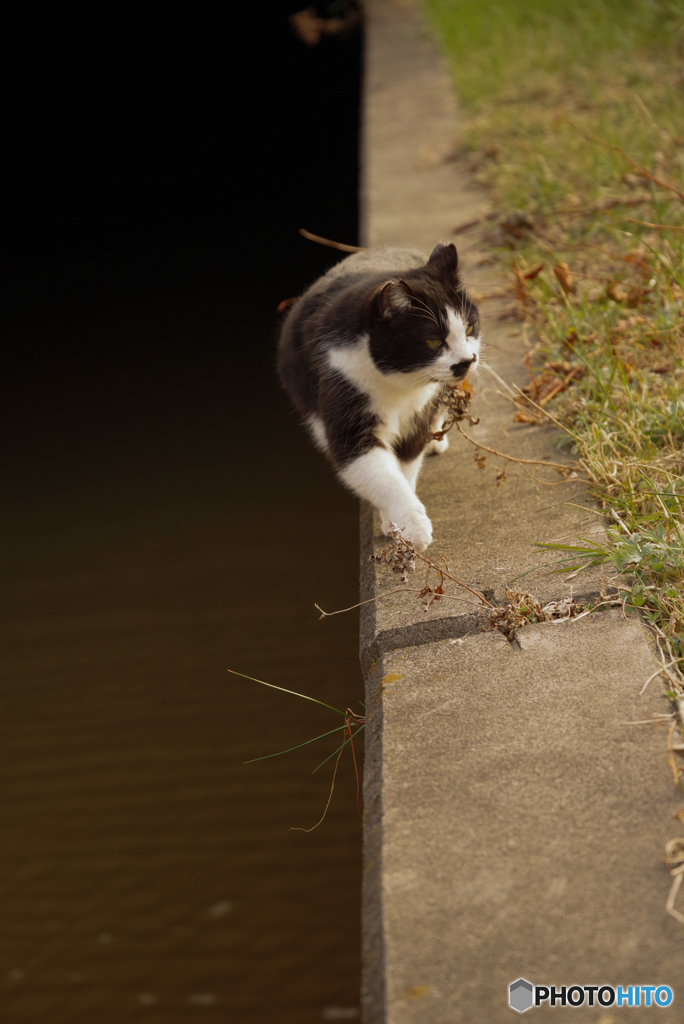 ねこ　その４７１