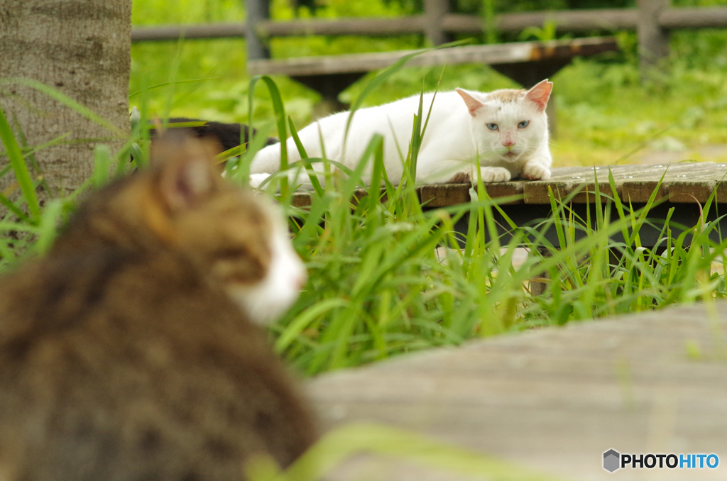 ねこ　その２２５