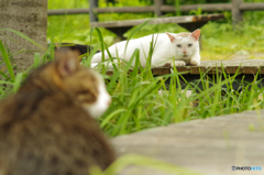 ねこ　その２２５
