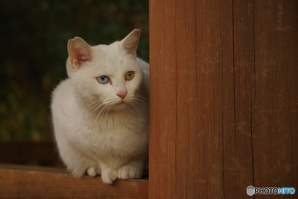 ねこ　その４４９