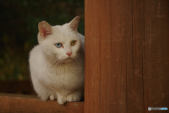 ねこ　その４４９