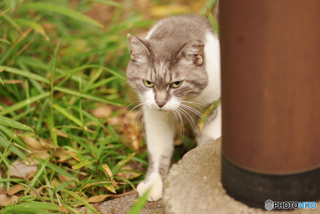ねこ　その３３３