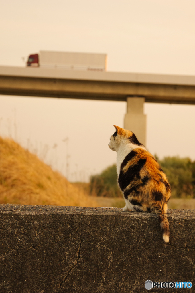 ねこ　その６２４