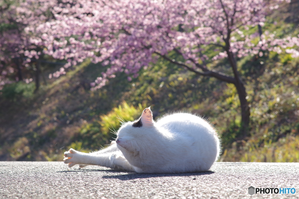ねこ　その２１
