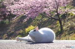 ねこ　その２１