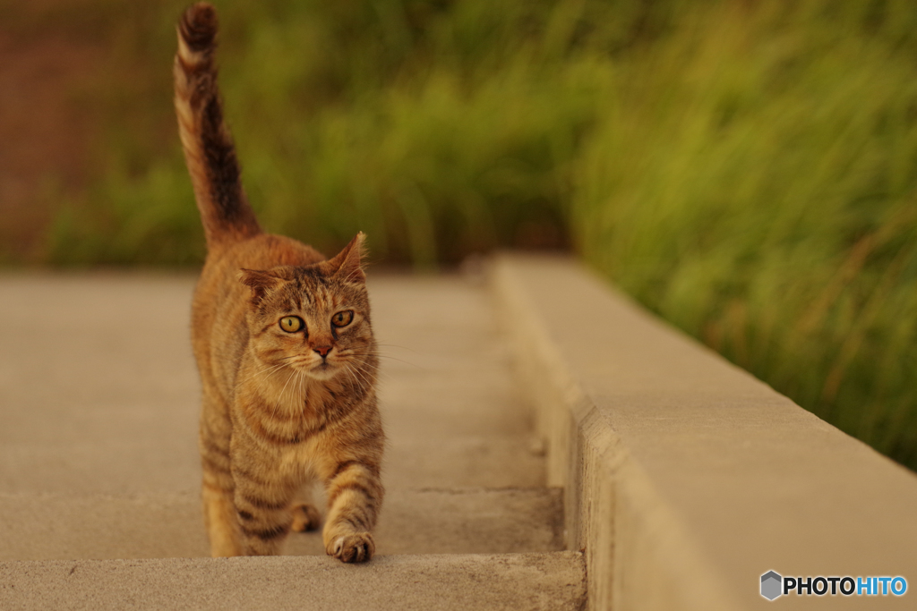 ねこ　その７７４