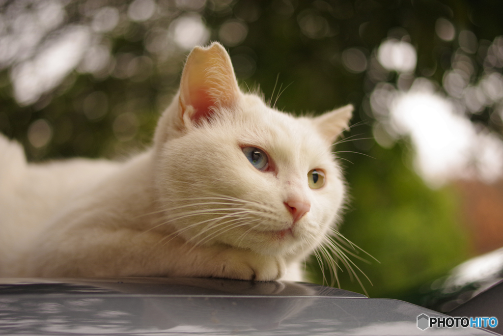 ねこ　その４３９