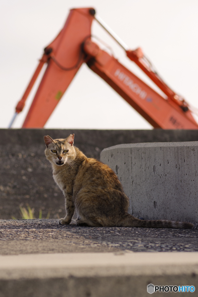 ねこ　その６８９