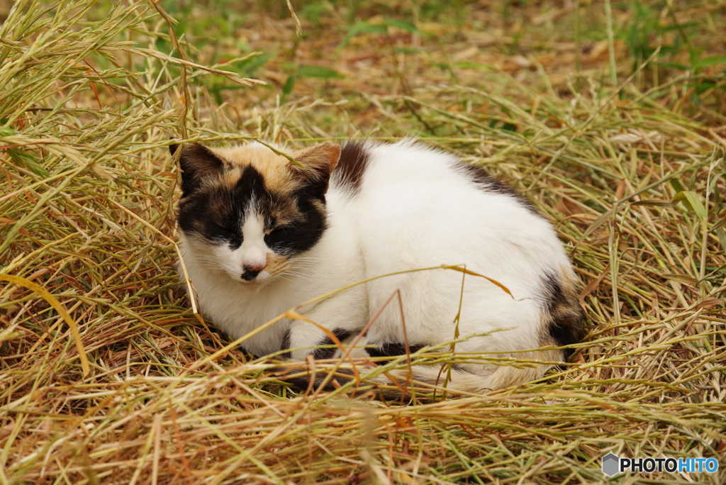 ねこ　その６４５