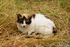 ねこ　その６４５