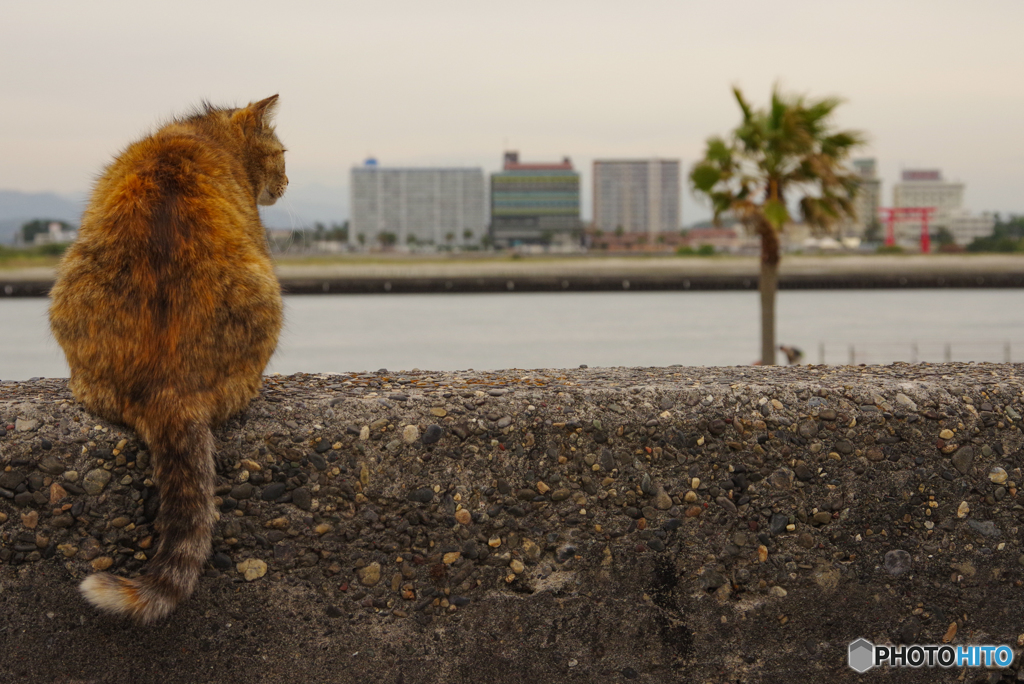 ねこ　その６４７