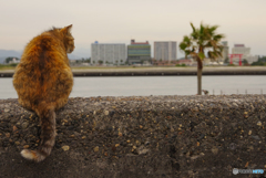 ねこ　その６４７