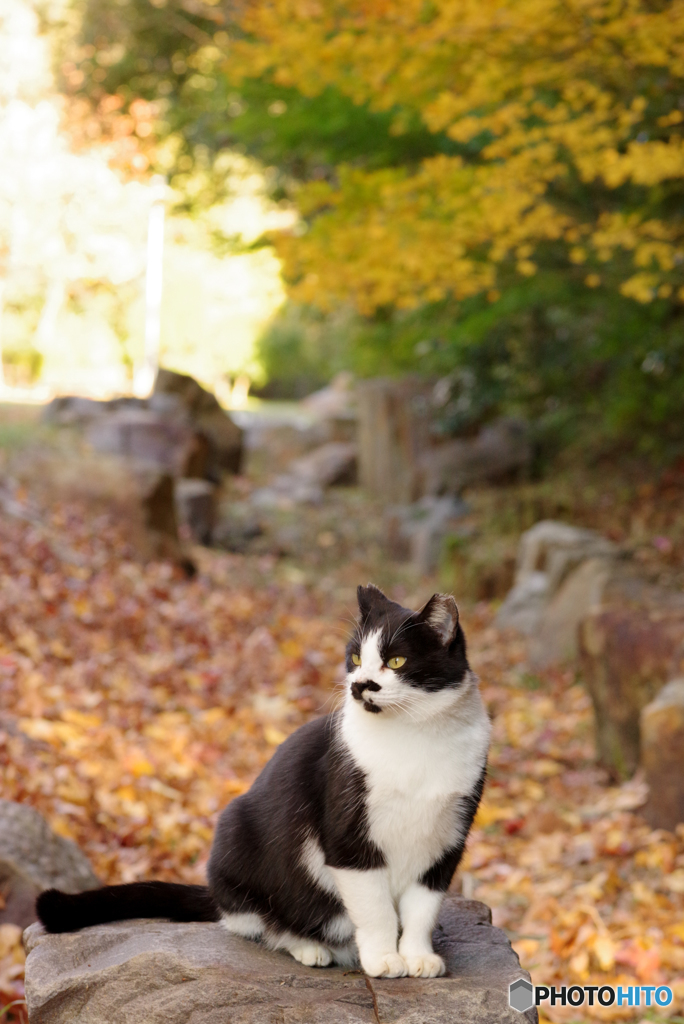 ねこ　その３７４