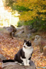 ねこ　その３７４