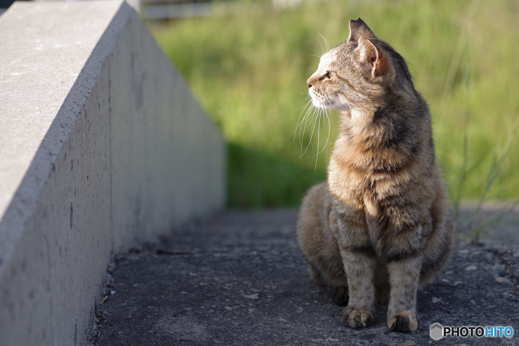 ねこ　その６８７