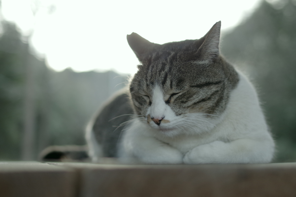 ねこ　その２
