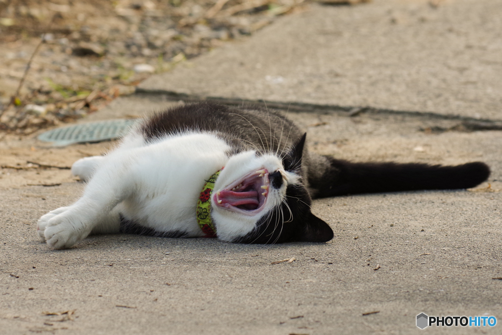 ねこ　その９４９の２