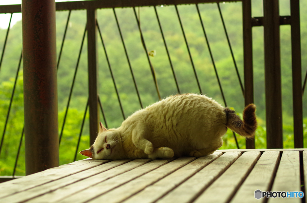 ねこ　その１２３