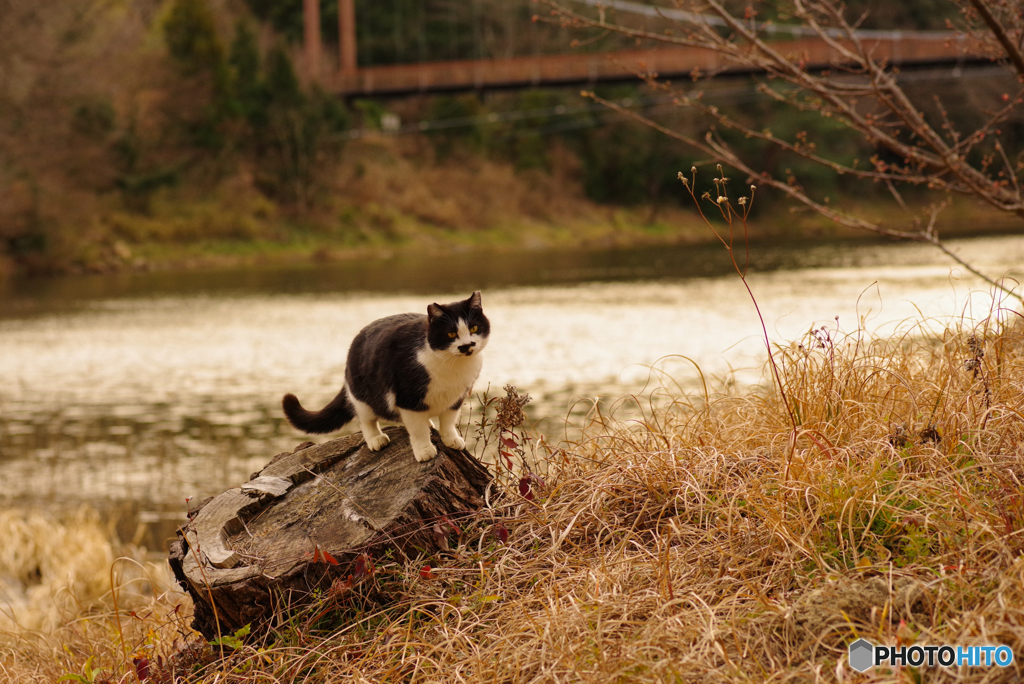 ねこ　その４８０