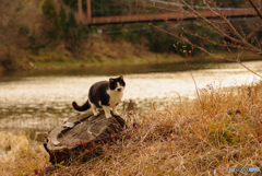 ねこ　その４８０