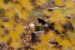 ねこ　その３７３